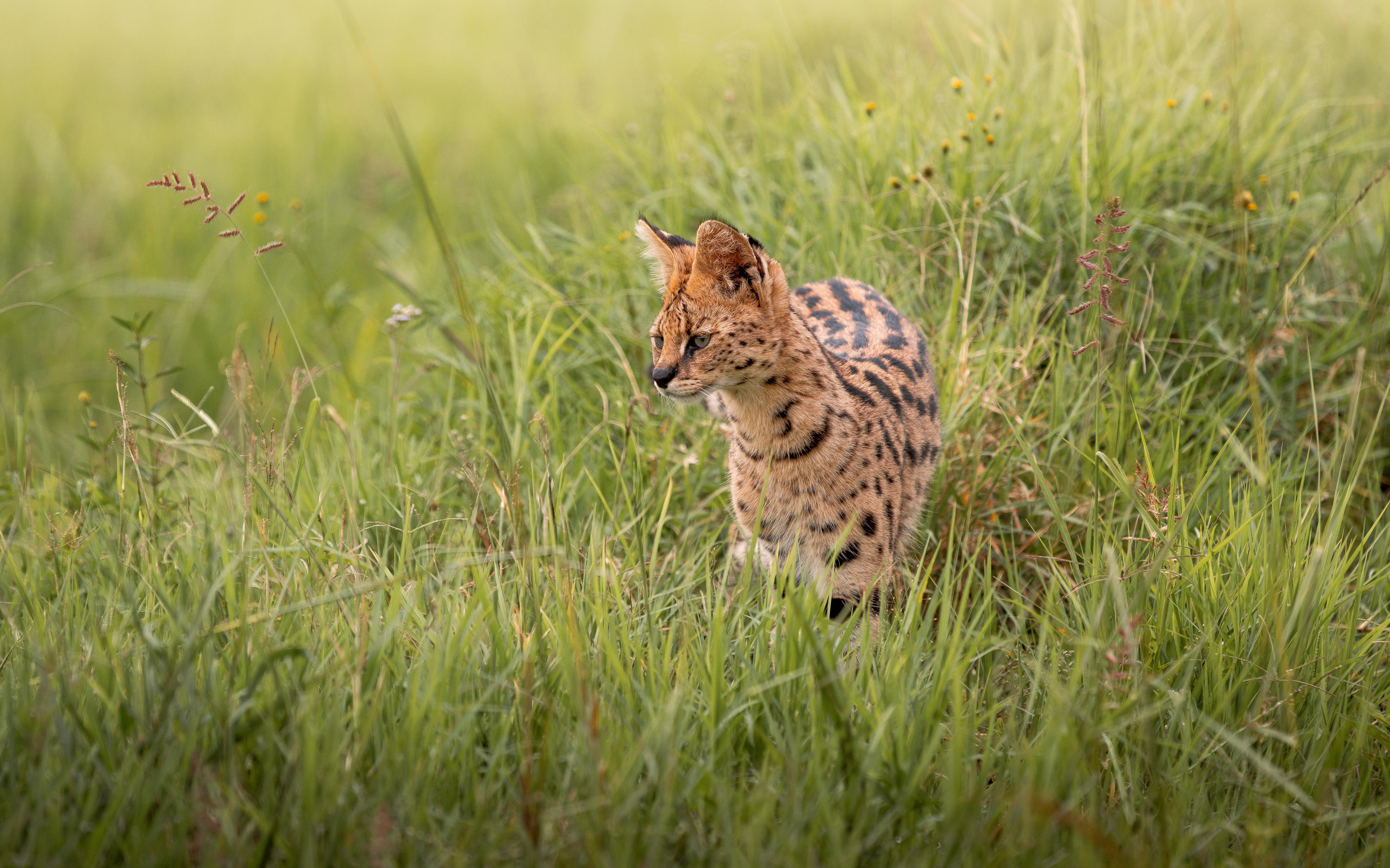 Wildlife Masai Mara