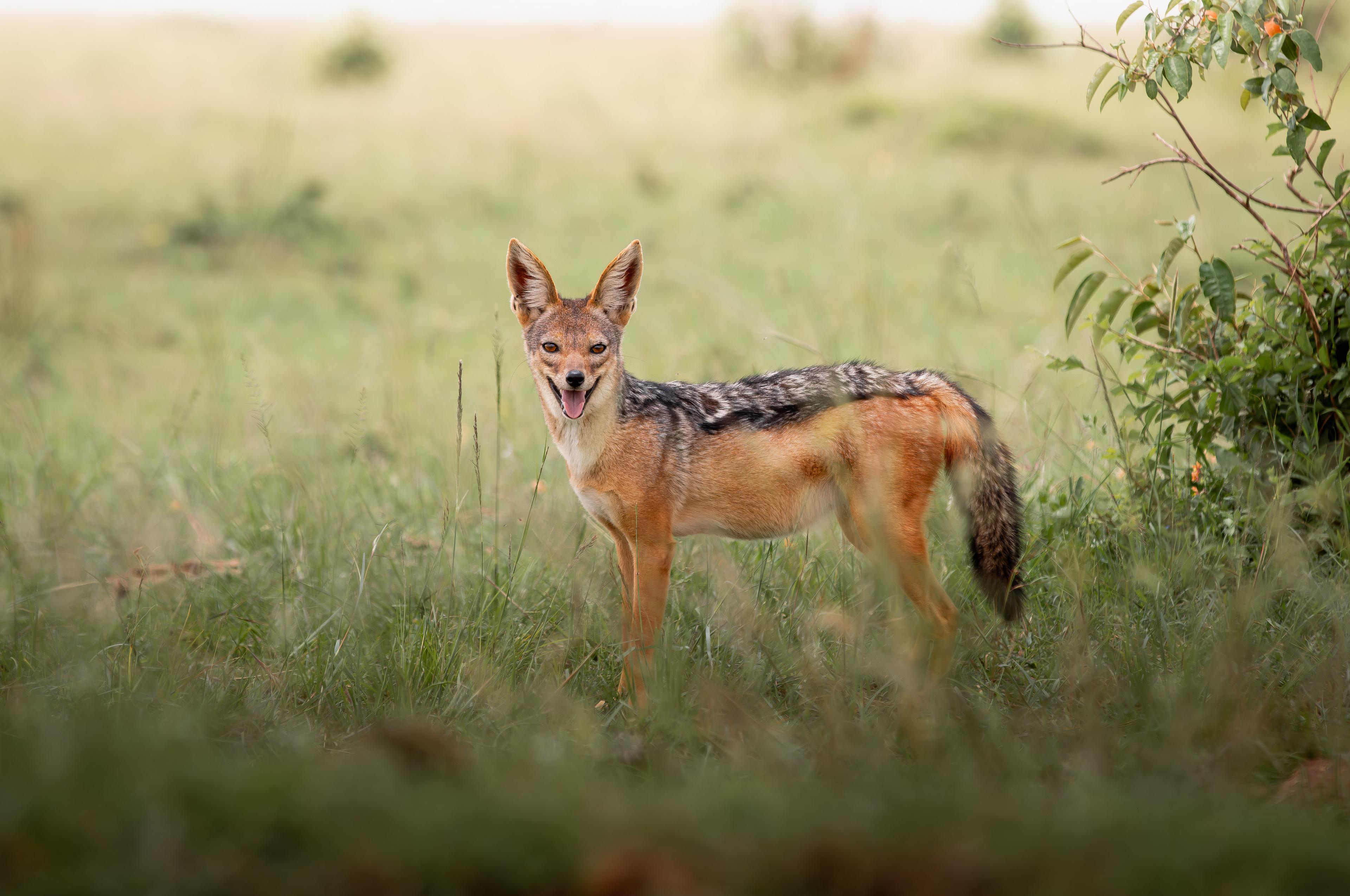 Wildlife Masai Mara
