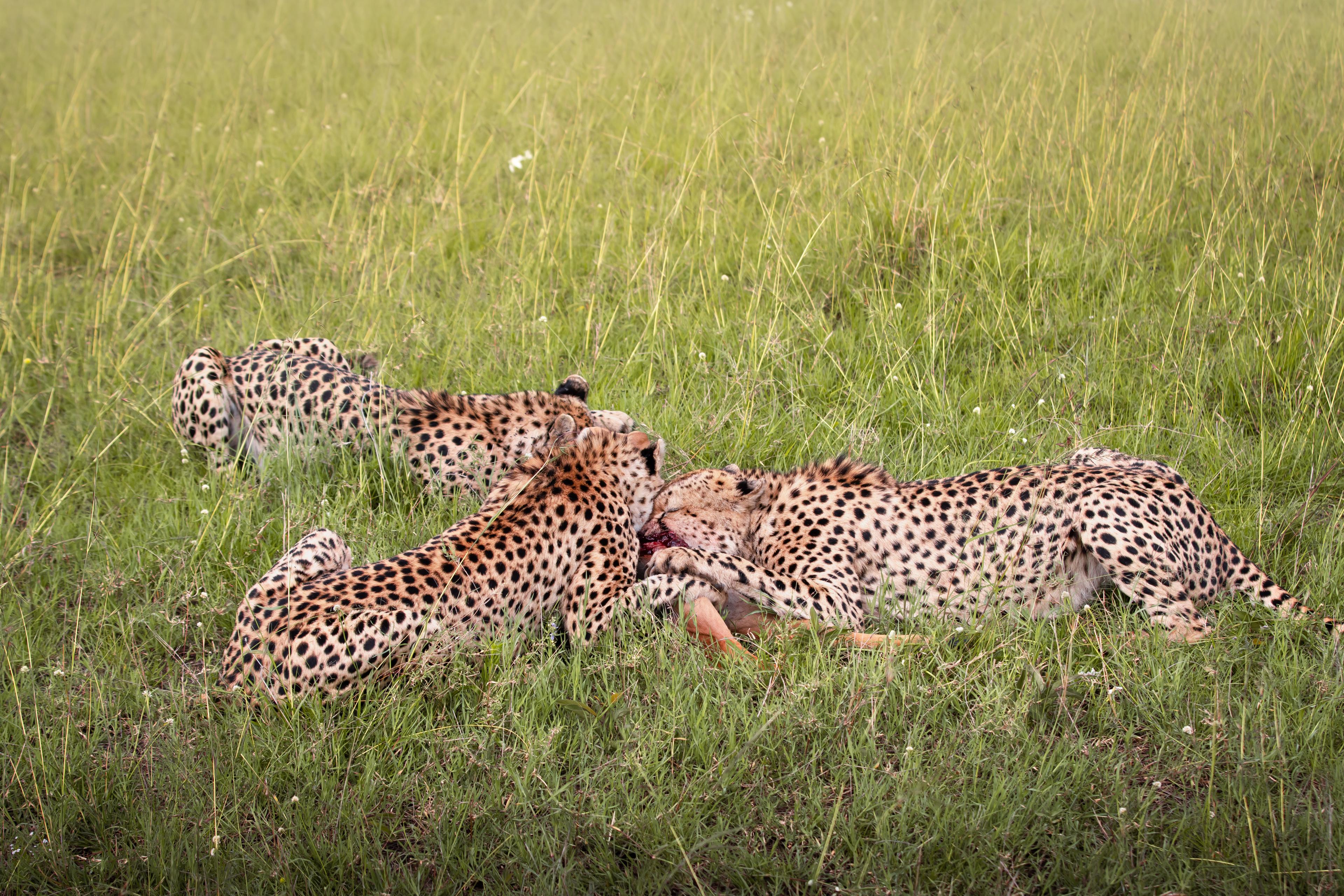Wildlife Masai Mara