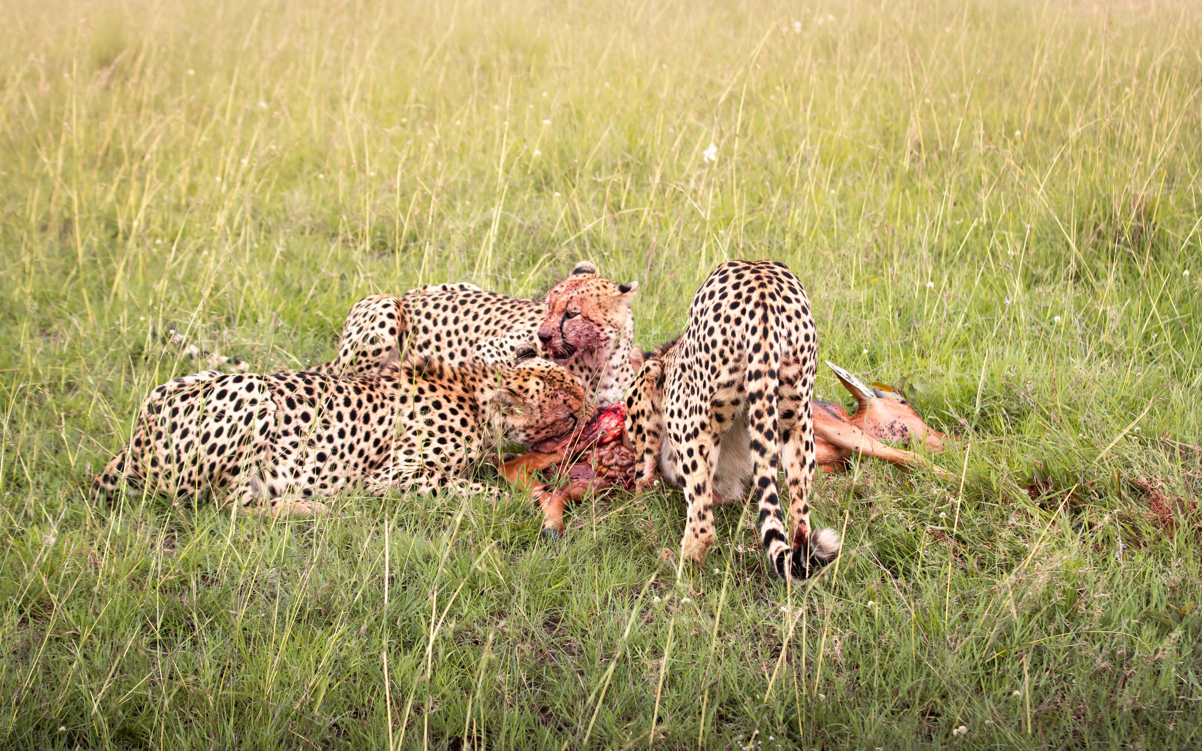 Wildlife Masai Mara