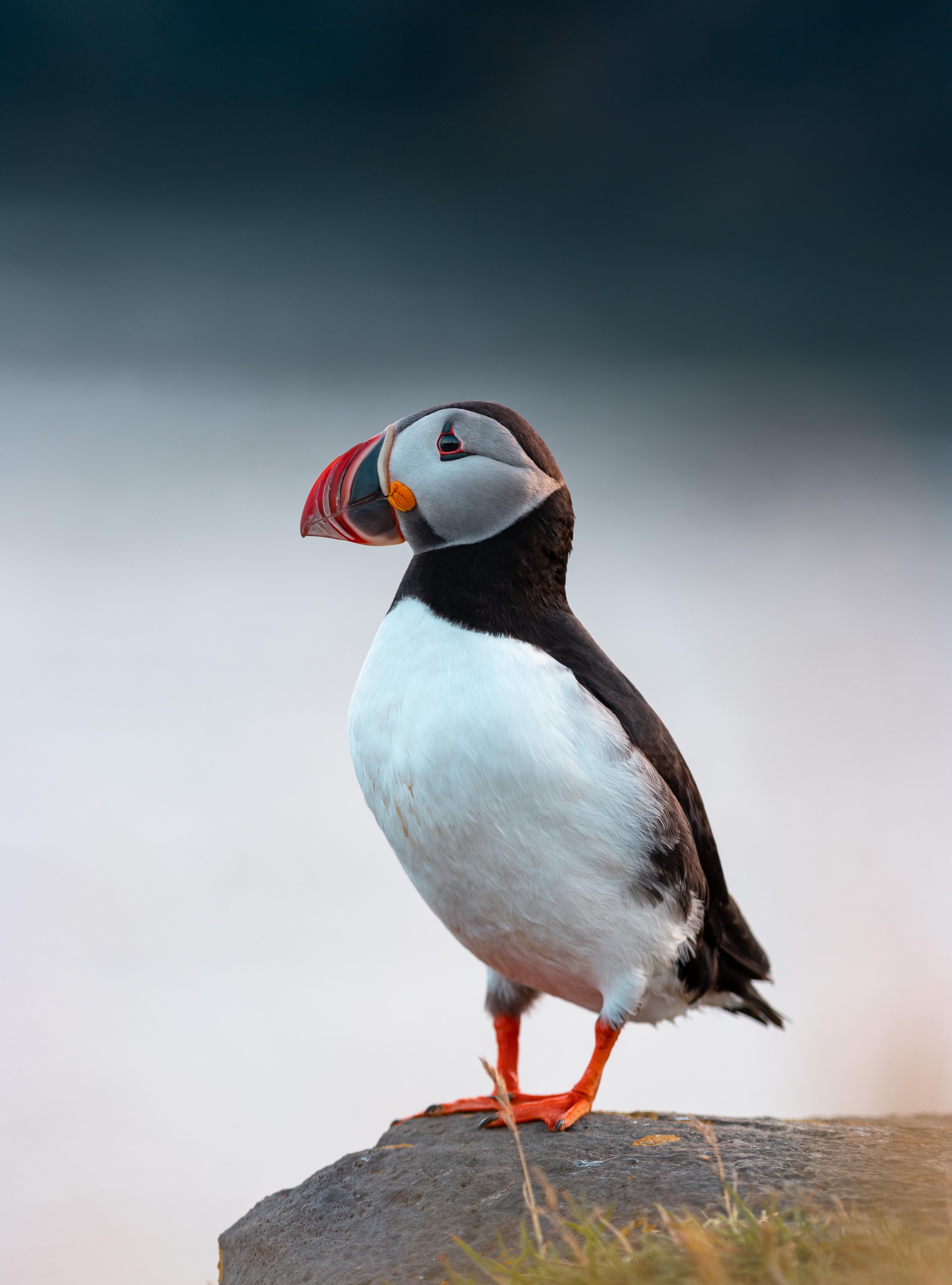 Wildlife Iceland