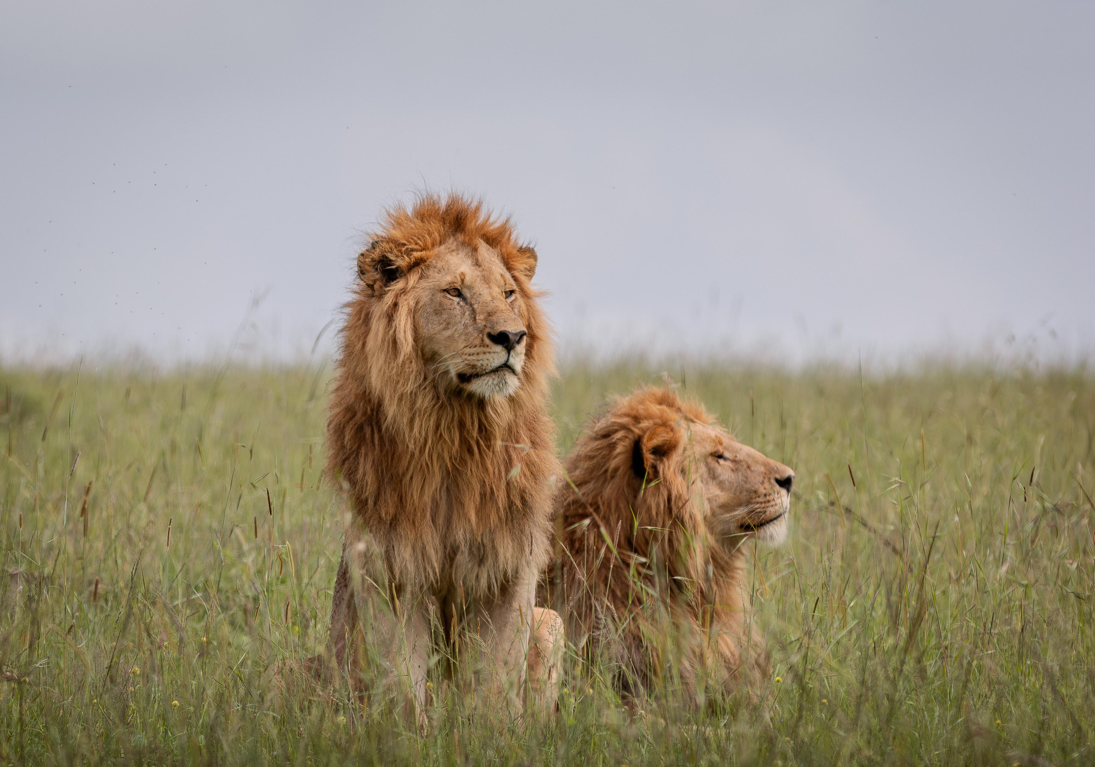 Wildlife