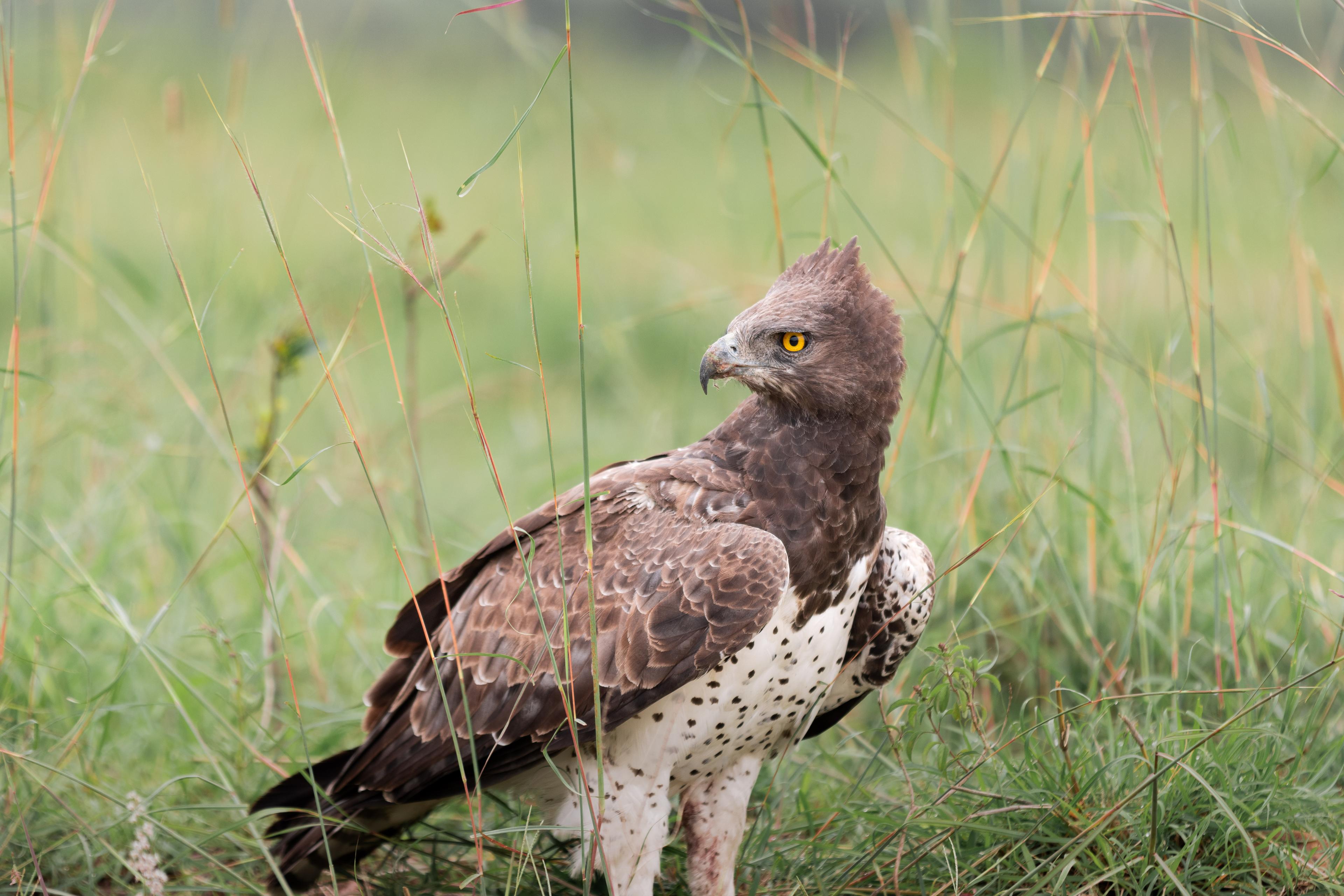Eagle in Kenya