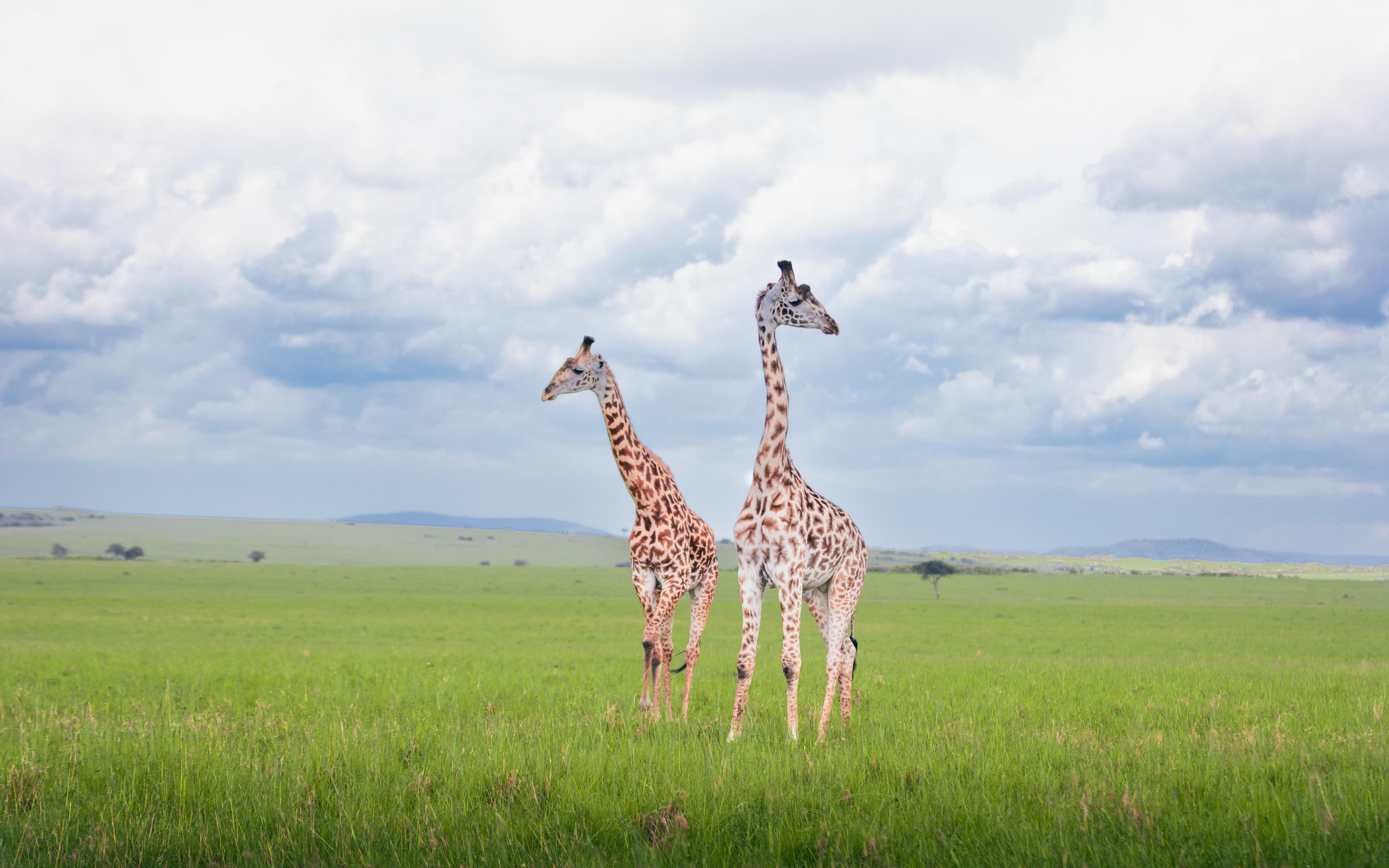 Giraffes in Masai Mara