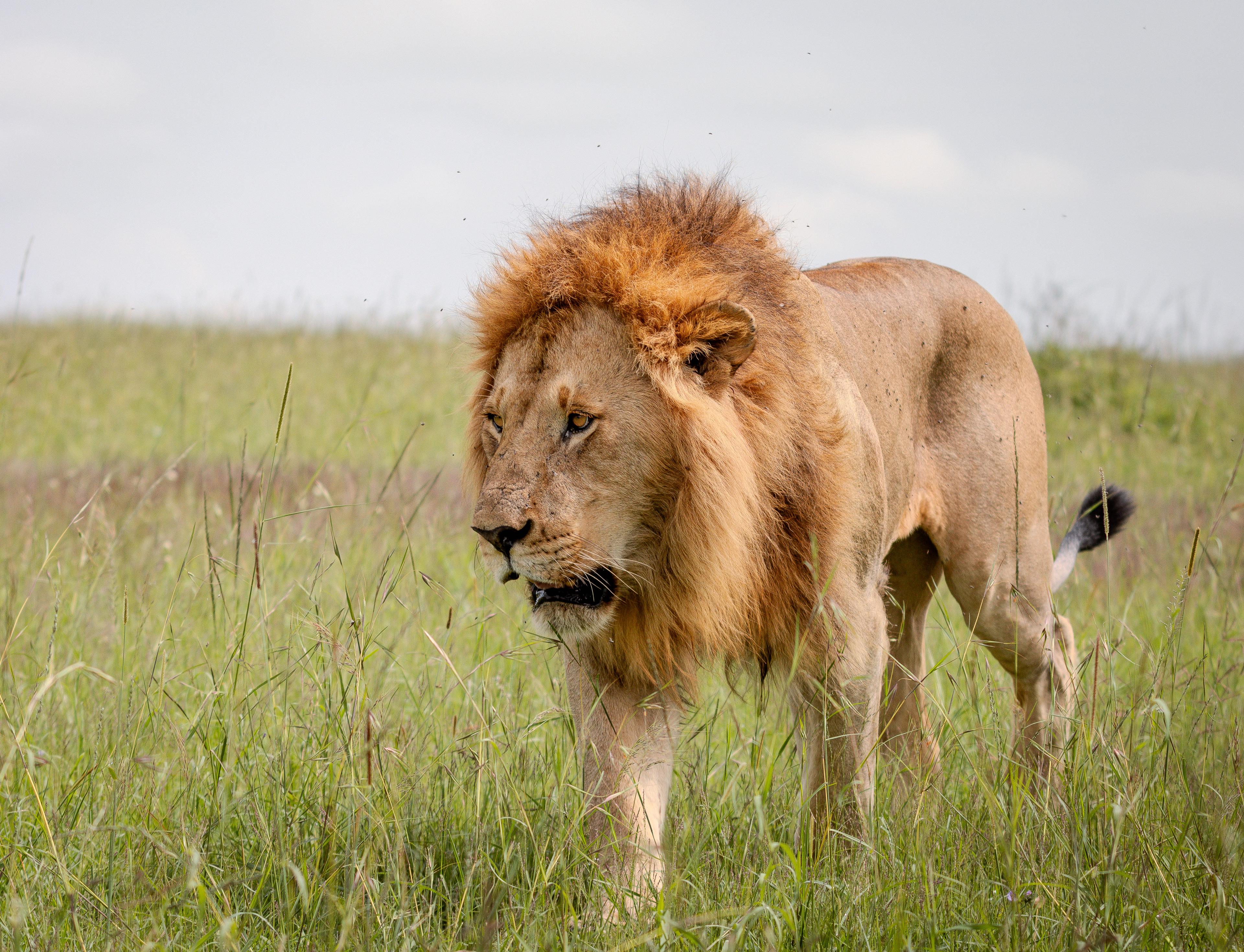Lion in Kenya