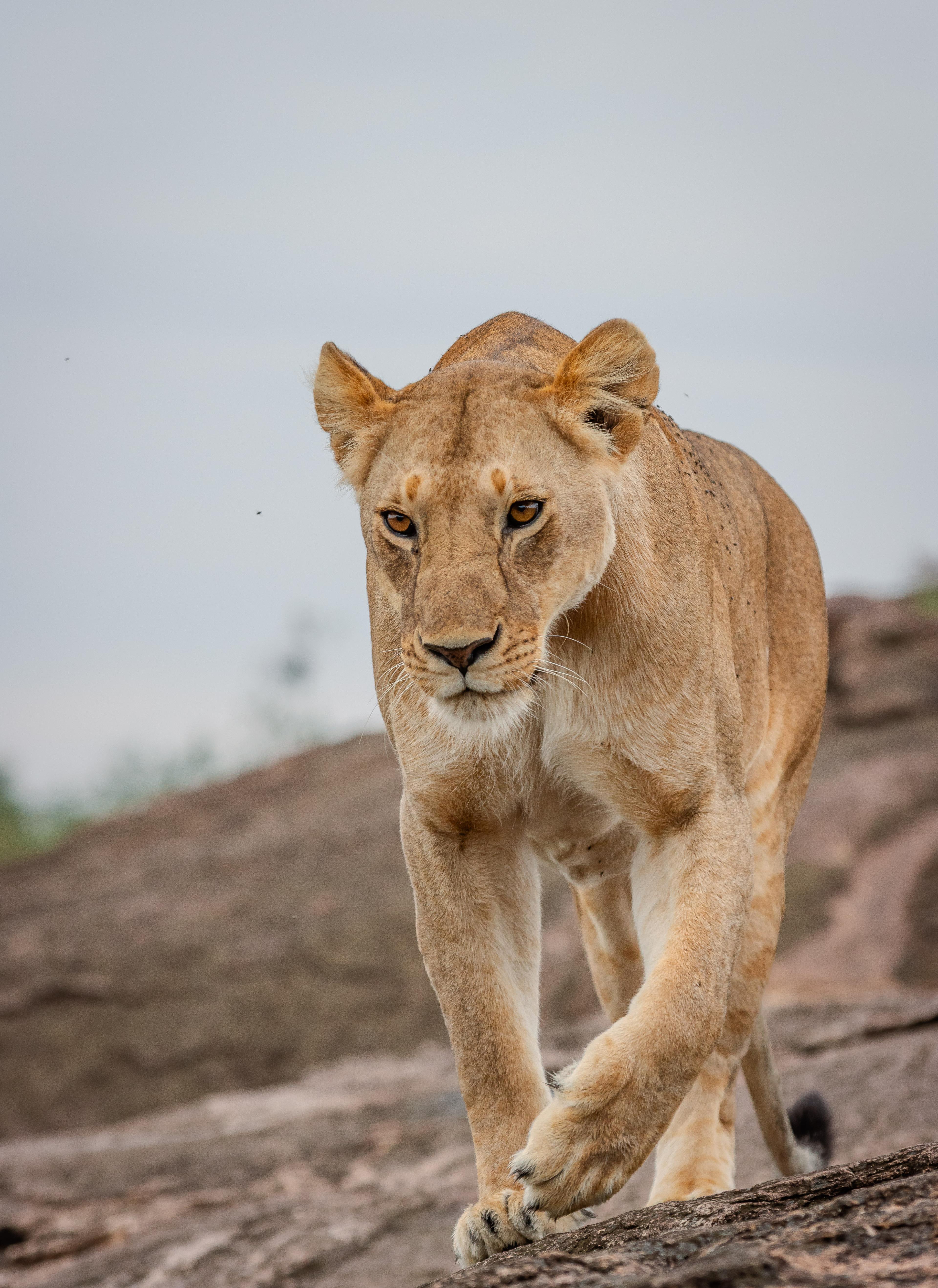 Lioness in Kenya
