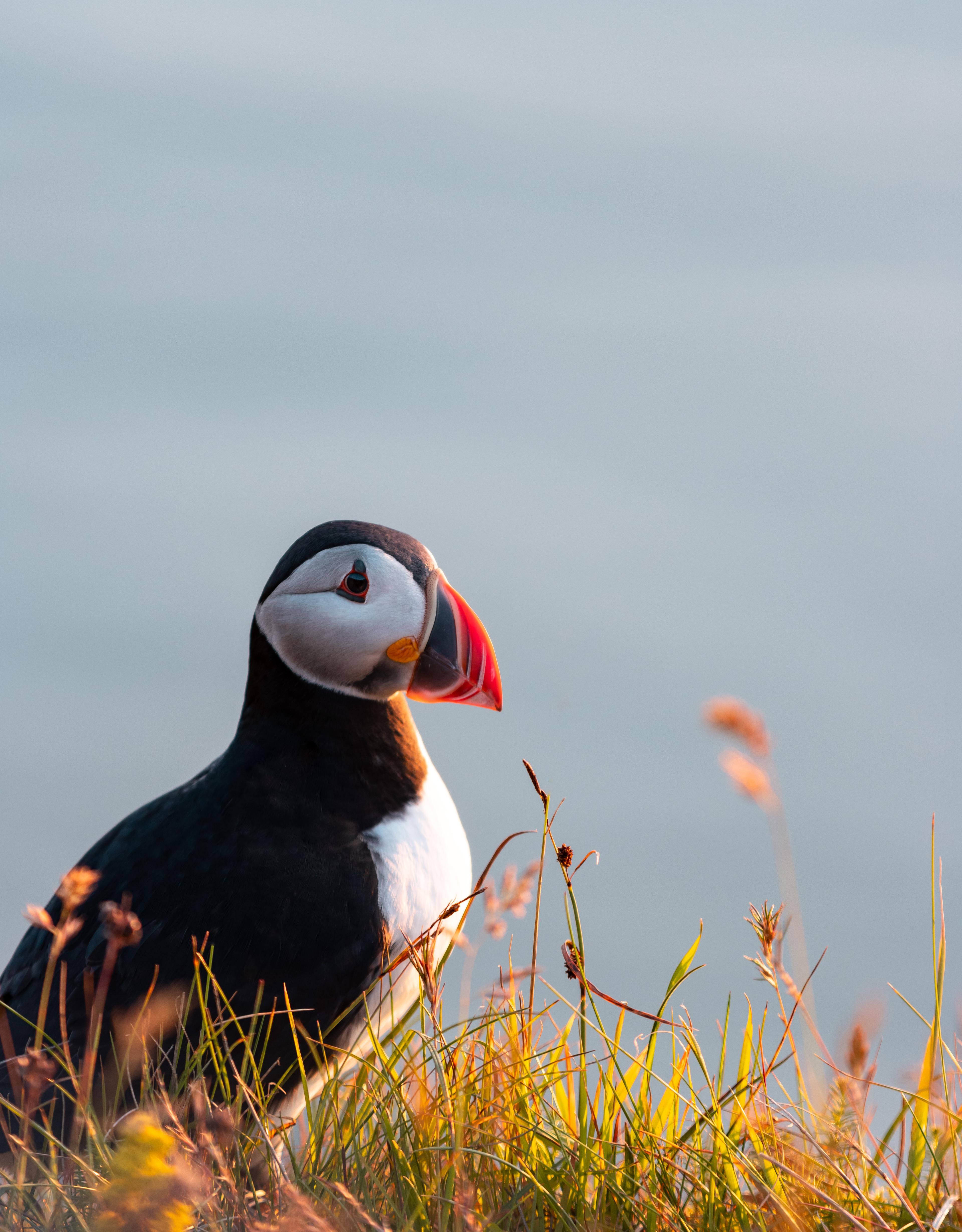Puffins in Iceland