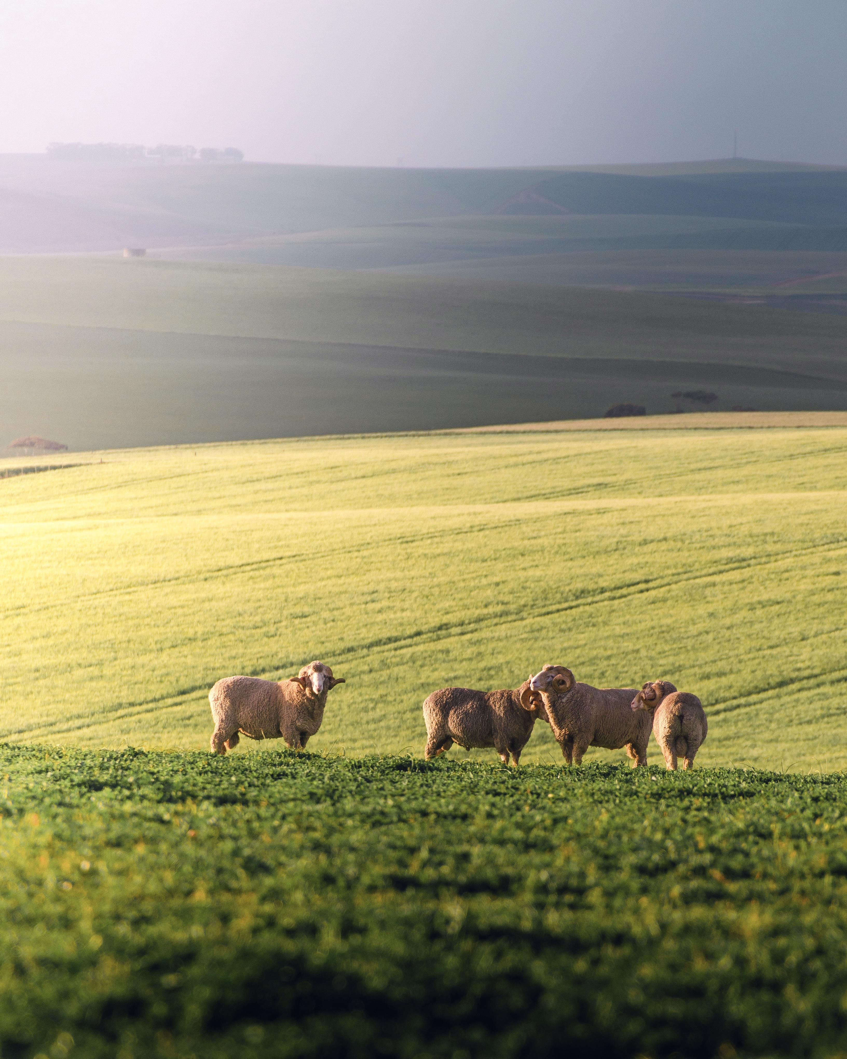 Sheep in Garden Route