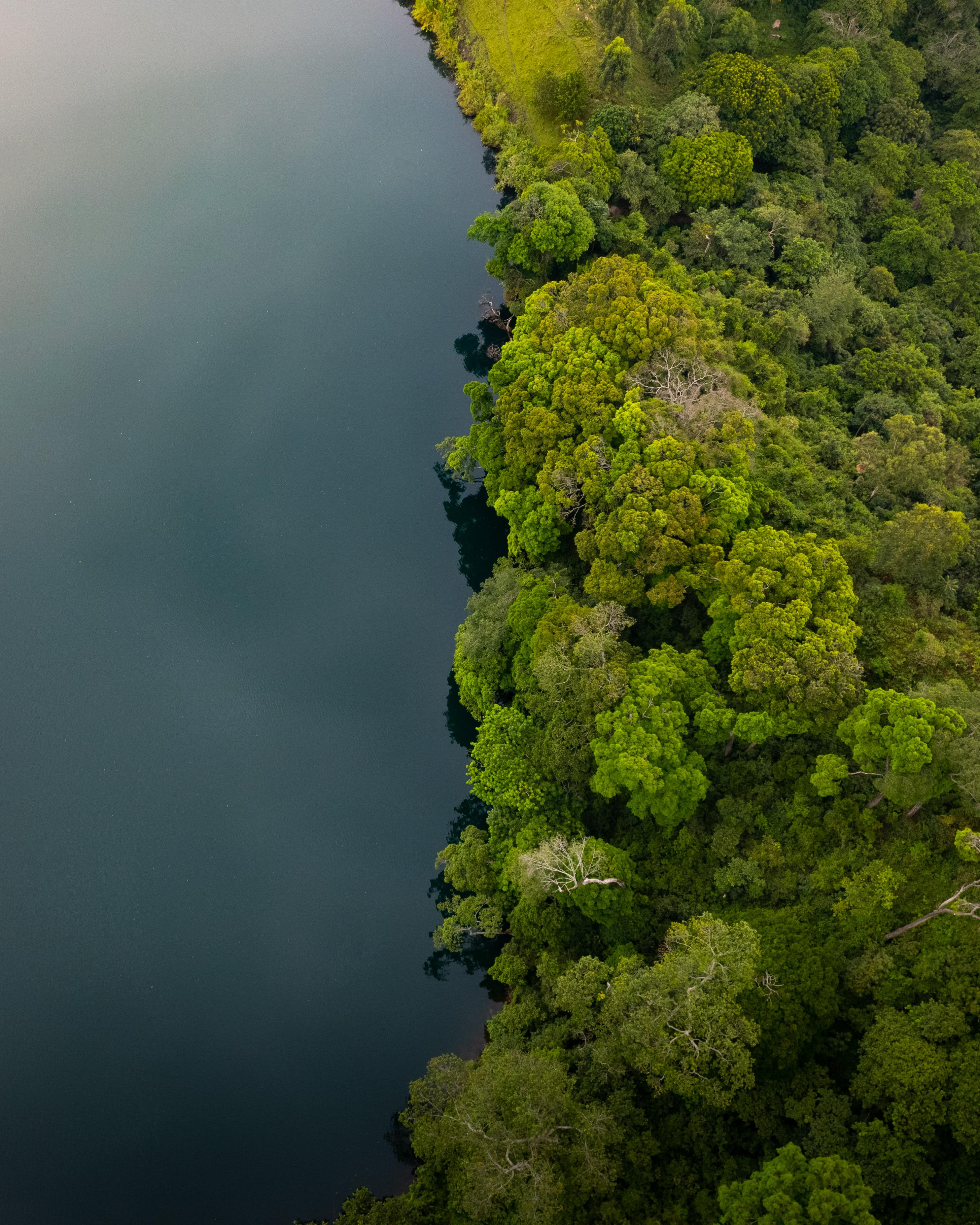 Trees and water